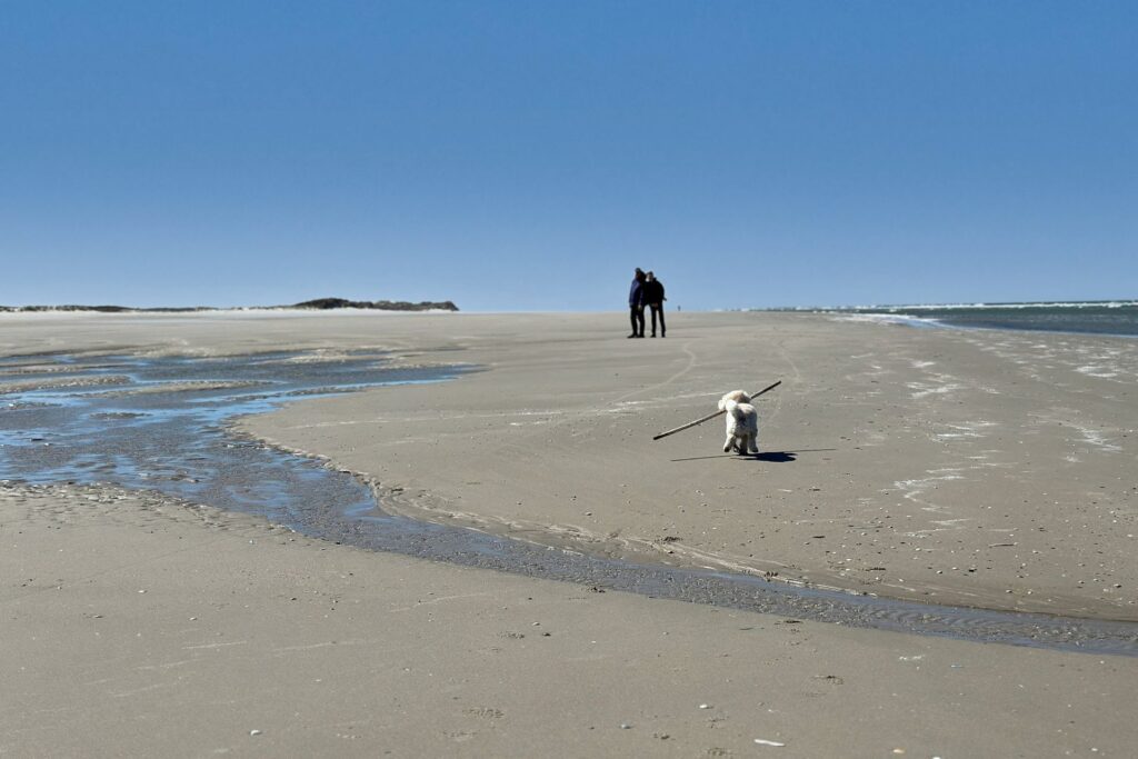 Toypoedel Keesje met een stok op het verlaten Noordzeestrand van de Boschplaat
