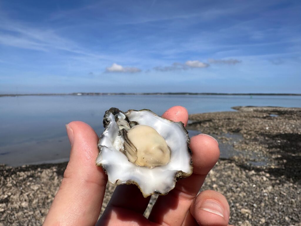 Verse oester, net geplukt op het wad bij Terschelling
