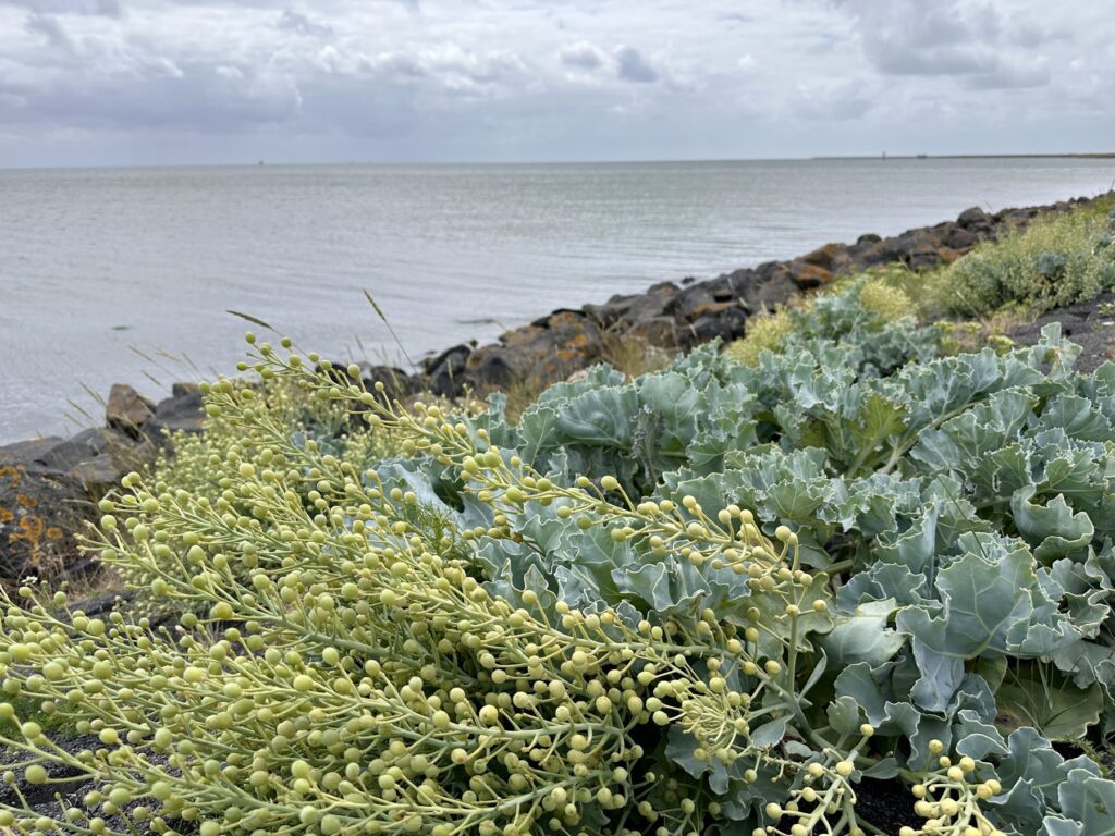 Zeekool en zeevenkel op de waddendijk bij de Wierschuur in Oosterend, Terschelling