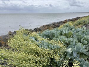 Zeekool en zeevenkel op de waddendijk bij de Wierschuur in Oosterend, Terschelling