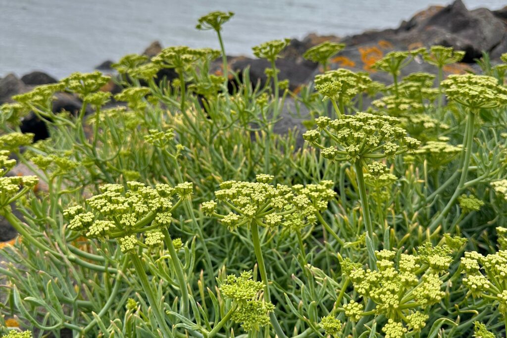 Bloeiende zeevenkel tussen de basaltblokken aan de Waddenzee